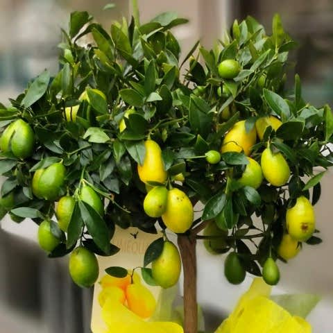 LİME MİSKET LİMON FİDANI - Limequat