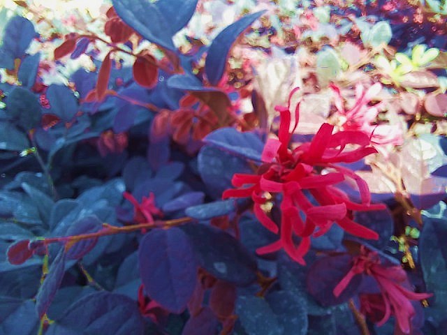 LOROPETALUM - PEMBE RÜYA ÇİÇEĞİ 3 ADET
