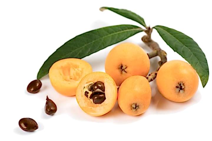 MALTA ERİĞİ - YENİ DÜNYA FİDANI 3 ADET ( Eriobotrya Japonica )