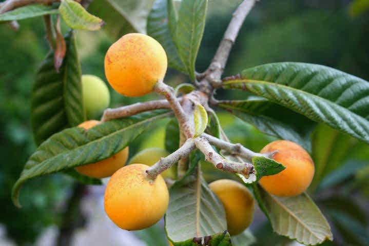 MALTA ERİĞİ - YENİ DÜNYA FİDANI 5 ADET ( Eriobotrya Japonica )