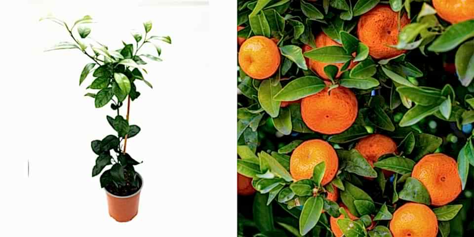 MANDALİNA FİDANI (Satsuma) - 3 YAŞ AŞILI ve TÜPLÜ 100-150 cm