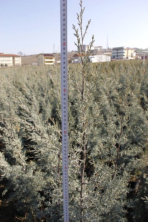 MAVİ SERVİ - AŞILI  ÇİT BİTKİSİ 1 -1.5 METRE