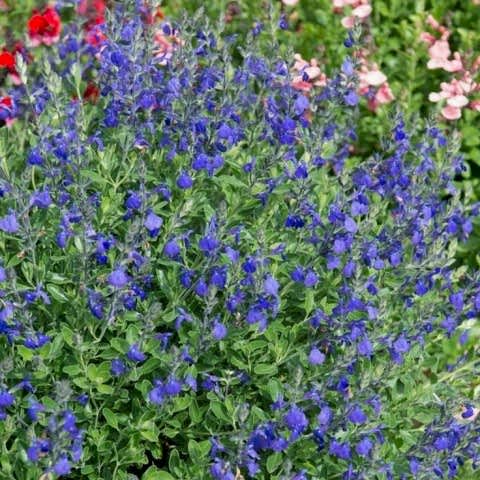 MAVİ SÜS ADAÇAYI 10 ADET - Salvia Microphylla Blue Monrovia