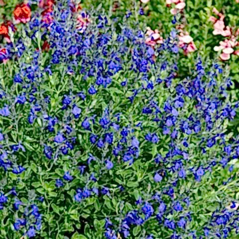 MAVİ SÜS ADAÇAYI 3 ADET - Salvia Microphylla Blue Monrovia