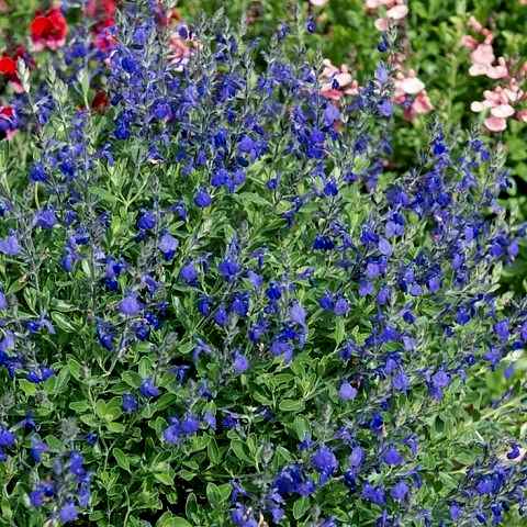 MAVİ SÜS ADAÇAYI 5 ADET - Salvia Microphylla Blue Monrovia