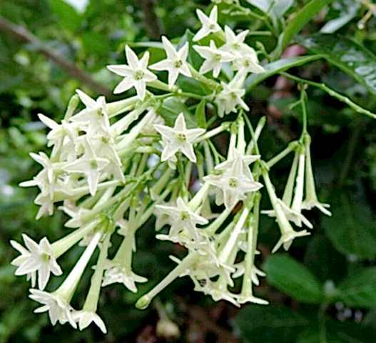 MELİSA ÇİÇEĞİ FİDANI 10 ADET - Cestrum Nocturnum