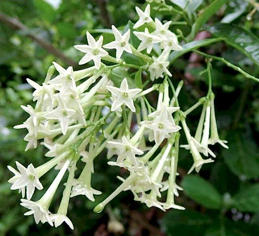 MELİSA ÇİÇEĞİ FİDANI 3 ADET - Cestrum Nocturnum