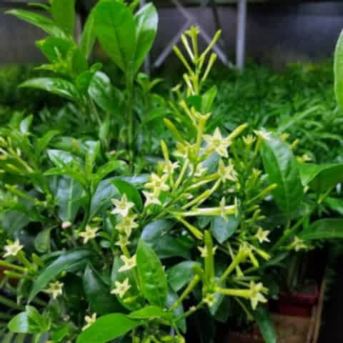 MELİSA ÇİÇEĞİ FİDANI 3 ADET - Cestrum Nocturnum