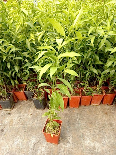 MELİSA ÇİÇEĞİ FİDANI 3 ADET - Cestrum Nocturnum