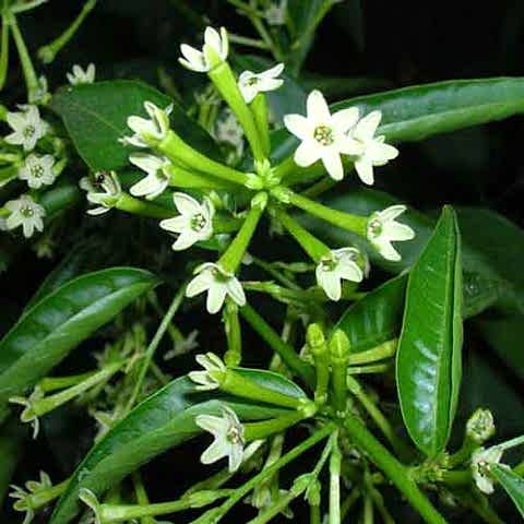 MELİSA ÇİÇEĞİ FİDANI 3 ADET - Cestrum Nocturnum
