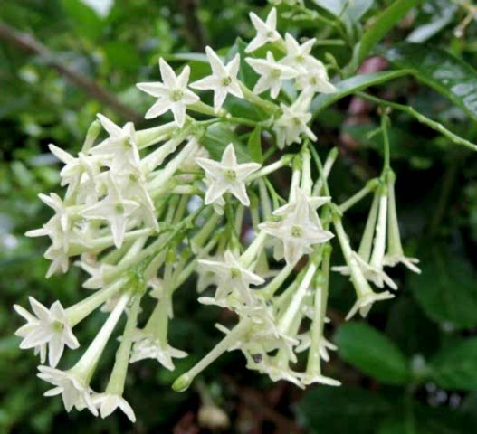 MELİSA ÇİÇEĞİ FİDANI 5 ADET - Cestrum Nocturnum
