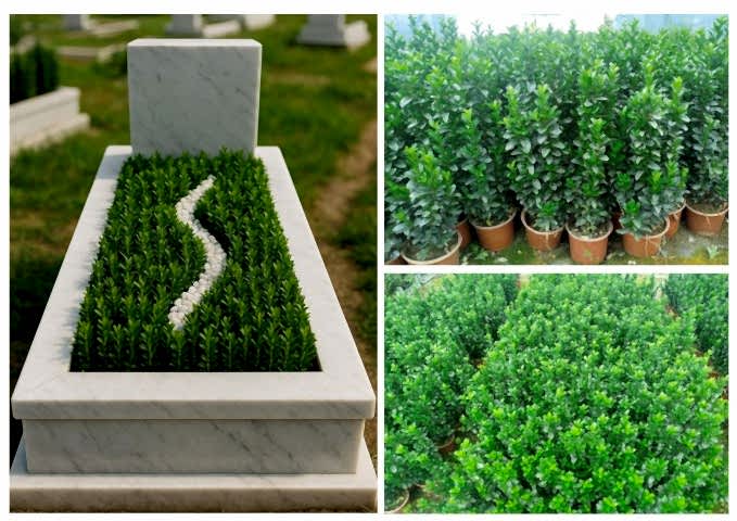 MEZAR - KABİR BİTKİ SETİ - 20 ADET YEŞİL SÜTUN TAFLAN GREENSPİRE 25-30 CM