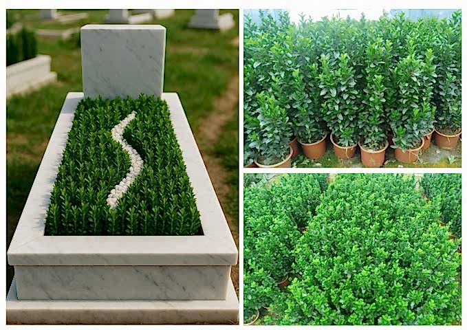 MEZAR - KABİR BİTKİ SETİ - 20 ADET YEŞİL TAFLAN GREENSPİRE 25-30 CM + 20 KG DOLOMİT TAŞI