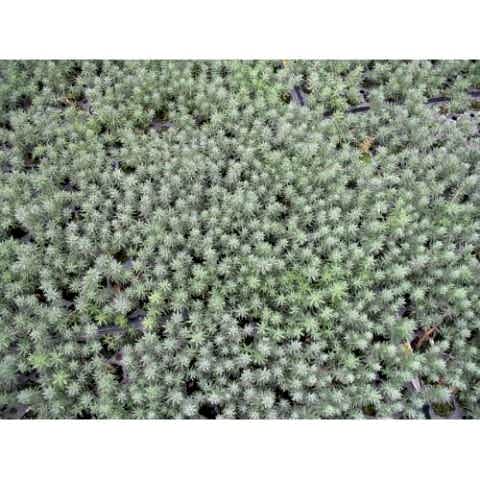 MEZAR - KABİR  SEDUM BİTKİ SETİ - 90 ADET 2 ÇEŞİT KURAKÇIL BİTKİ