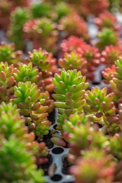 MEZAR - KABİR  SEDUM BİTKİ SETİ - 90 ADET 2 ÇEŞİT KURAKÇIL BİTKİ