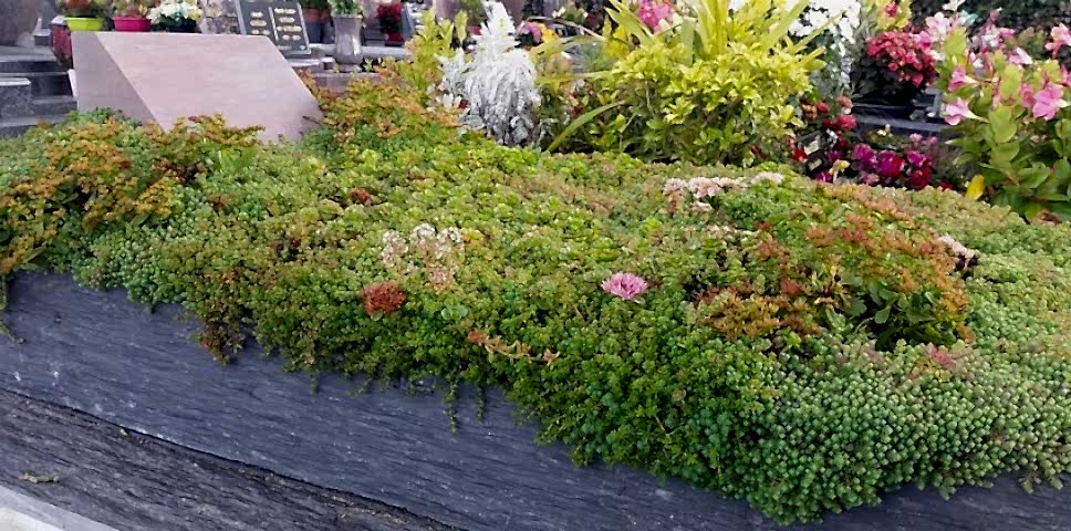 MEZAR - KABİR  SEDUM BİTKİ SETİ - 90 ADET 2 ÇEŞİT KURAKÇIL BİTKİ