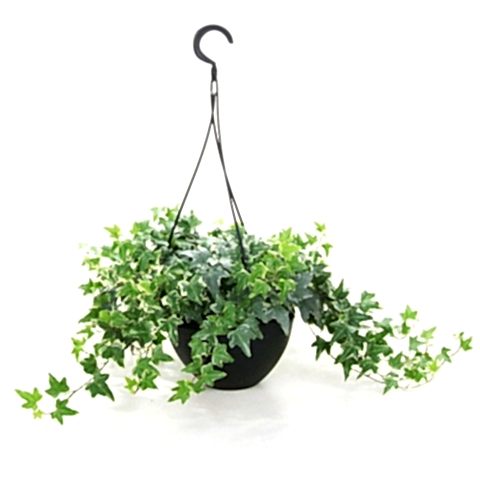 Mini Hedera  Alacalı Salon Sarmaşığı- (Hedera Helix Variegata) Askılı Saksıda