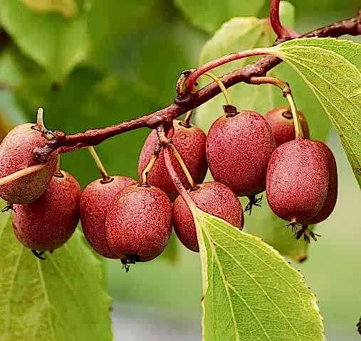 MİNİ KİVİ FİDANI 3 ADET - KENS RED