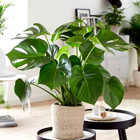 Monstera -  Deve Tabanı 60-80 cm