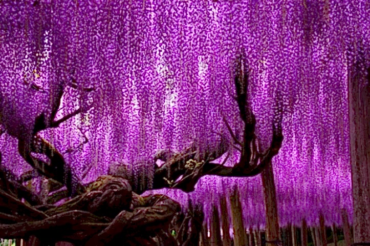 MOR SALKIM FİDANI 2 ADET - Wisteria Sinensis