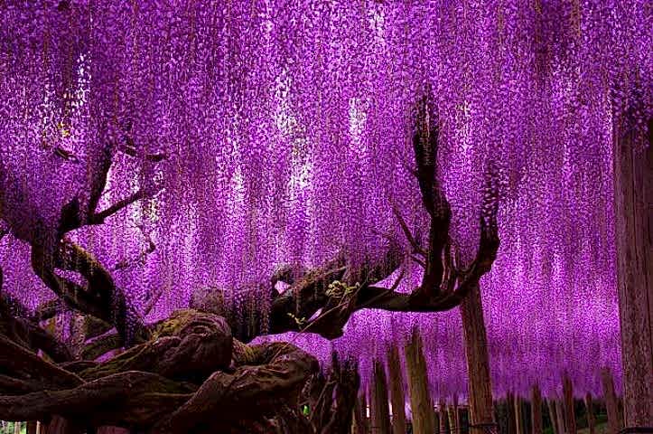 MOR SALKIM FİDANI 3 ADET - Wisteria Sinensis