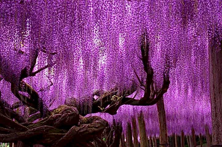 MOR SALKIM FİDANI 5 ADET - Wisteria Sinensis