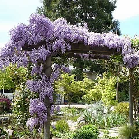 MOR SALKIM FİDANI - Wisteria Sinensis