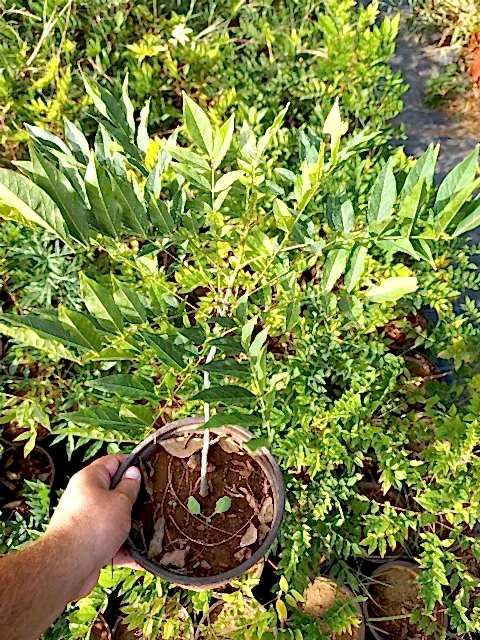 MOR SALKIM FİDANI - Wisteria Sinensis