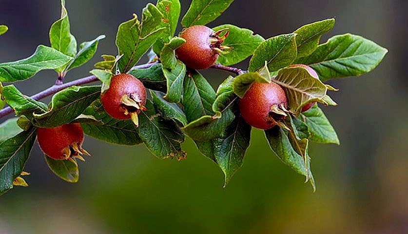 Muşmula (Döngel) Fidanı 3 Yaş Tüplü ve Aşılı