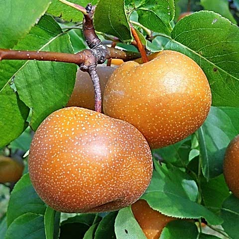NAŞİ (JAPON) ARMUT FİDANI TÜPLÜ 100-150 cm