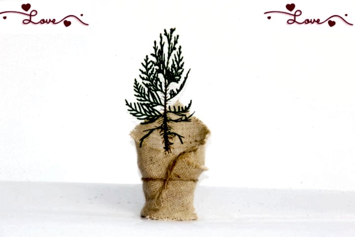 NİKAH ÇAMI 100 ADET - ÖZEL GÜN FİDANI (Mazı-Thuja Orientalis)