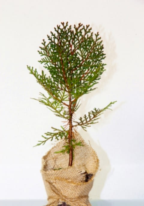 NİKAH ÇAMI 100 ADET - ÖZEL GÜN FİDANI (Thuja Orientalis)