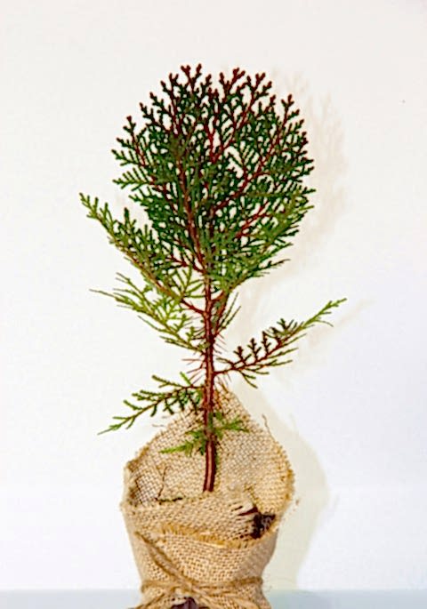 NİKAH ÇAMI 50 ADET - ÖZEL GÜN FİDANI (Thuja Orientalis)
