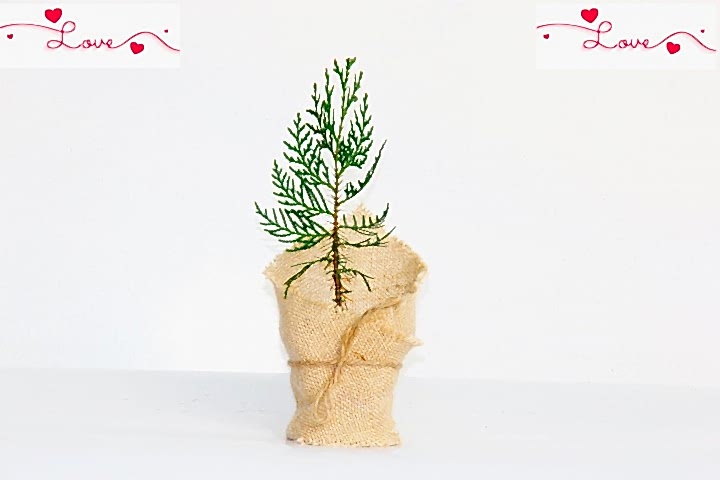 NİKAH ÇAMI 50 ADET - ÖZEL GÜN FİDANI (Mazı-Thuja Orientalis)