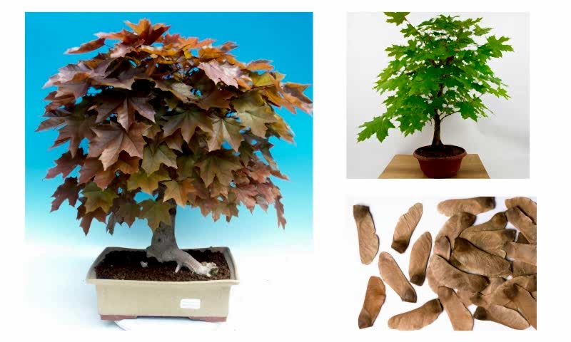 NORVEÇ AKÇAAĞAÇ TOHUMU 20 ADET ( BONSAİ TÜRÜ )