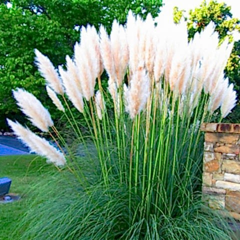 PAMPAS OTU - SAZ PÜSKÜLÜ 10 ADET