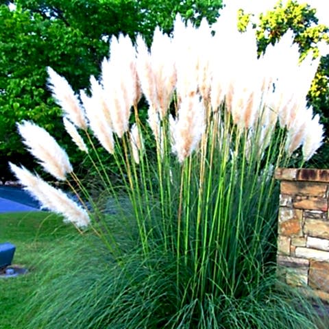 PAMPAS OTU - SAZ PÜSKÜLÜ 3 ADET