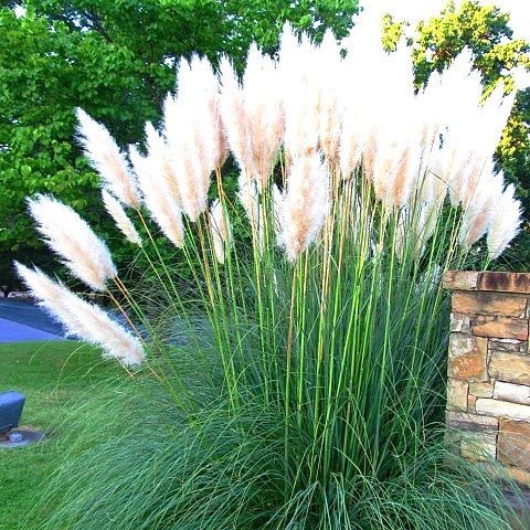 PAMPAS OTU - SAZ PÜSKÜLÜ 5 ADET