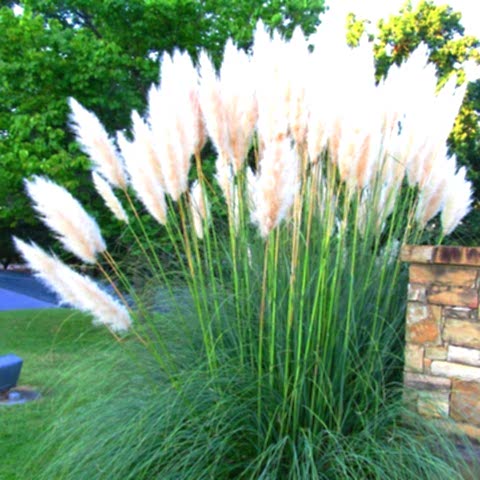 PAMPAS OTU - SAZ PÜSKÜLÜ