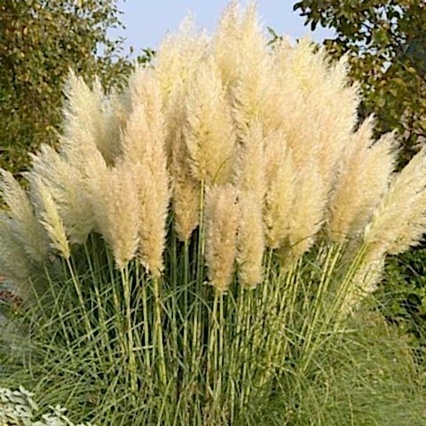 PAMPAS OTU - SAZ PÜSKÜLÜ