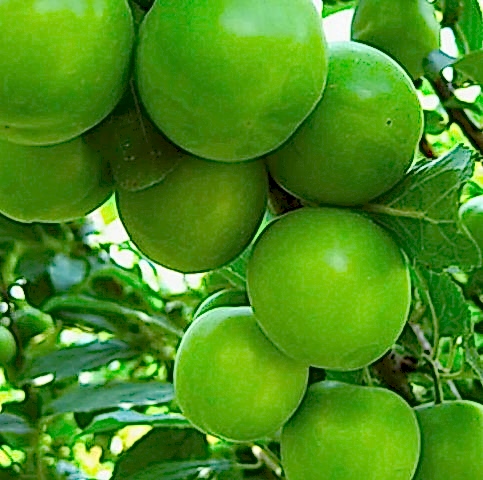 PAPAZ ERİK FİDANI - AŞILI ve TÜPLÜ 5 ADET