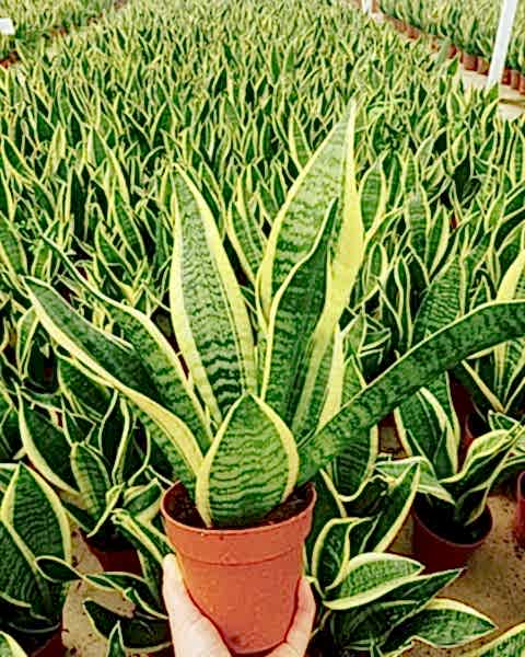 Paşa Kılıcı - Peygamber Kılıcı  (Sansaveria trifasciata) 20-30 cm