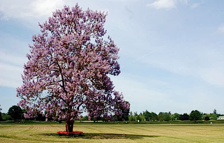 PAVLONYA AĞACI FİDANI 10 ADET - Paulownia Tementosa 30-50 cm