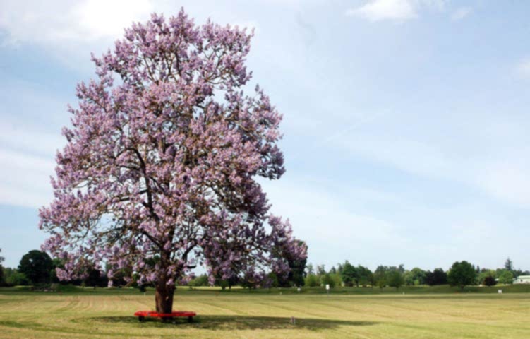PAVLONYA AĞACI FİDANI 3 ADET - Paulownia Tementosa 30-50 cm