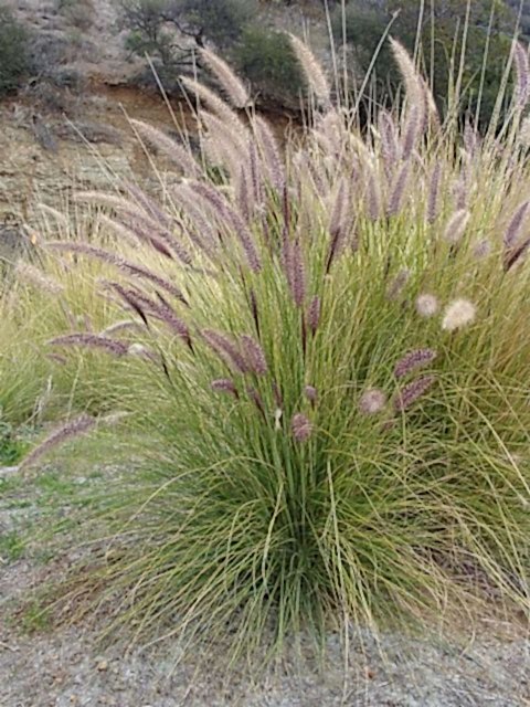 PENNİSETUM OTSU BİTKİ 5 ADET