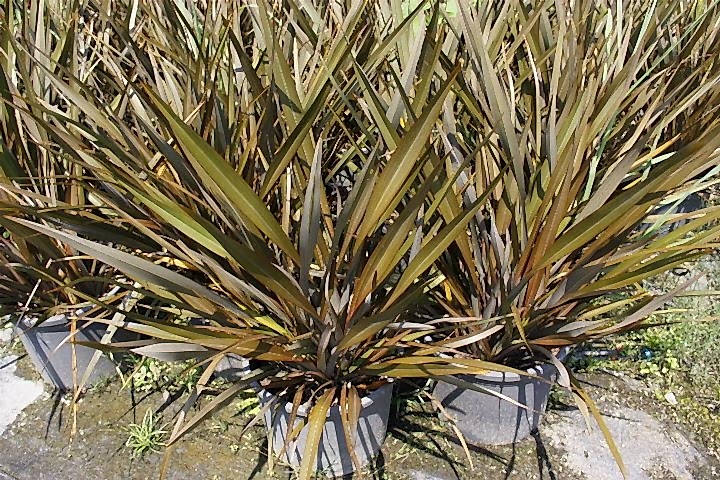 PHORMIUM TENAX 10 ADET - TROPİK SAZ BİTKİSİ - Bordo Renkli