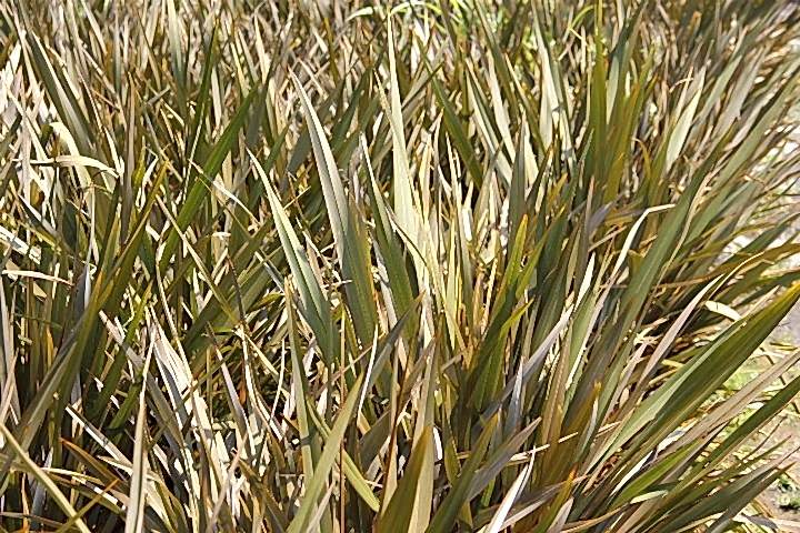 PHORMIUM TENAX 3 ADET - TROPİK SAZ BİTKİSİ - Bordo Renkli