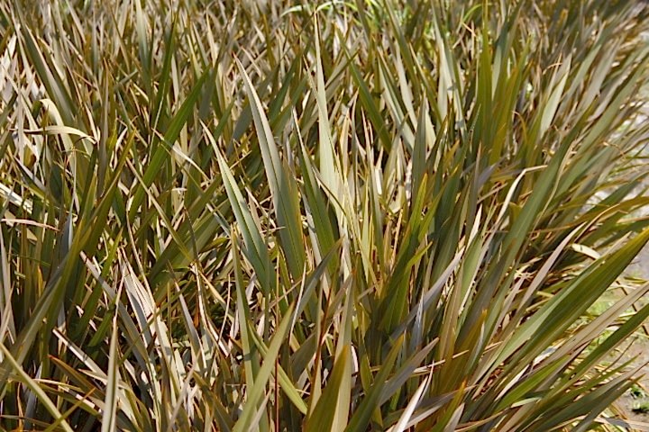 PHORMIUM TENAX 5 ADET - TROPİK SAZ BİTKİSİ - Bordo Renkli