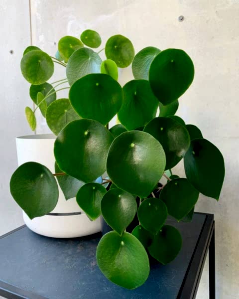 Pilea Peperomioides - Para Bitkisi 20-40 cm