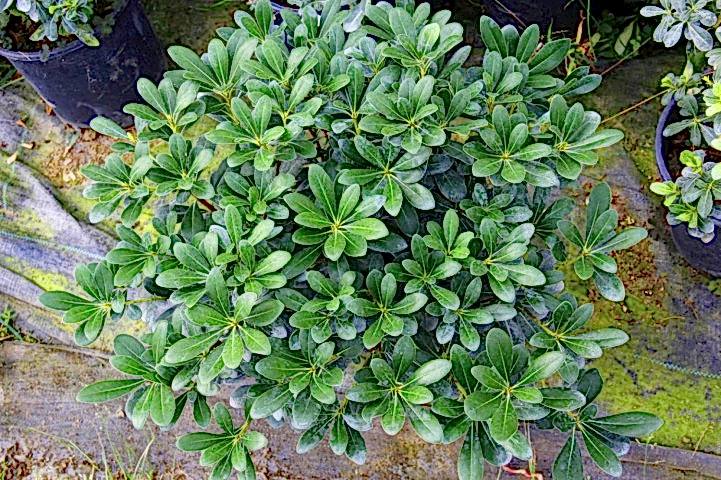 PİTOSPORUM 1 ADET PAKET - YER ÖRTÜCÜ DIŞ MEKAN BİTKİSİ
